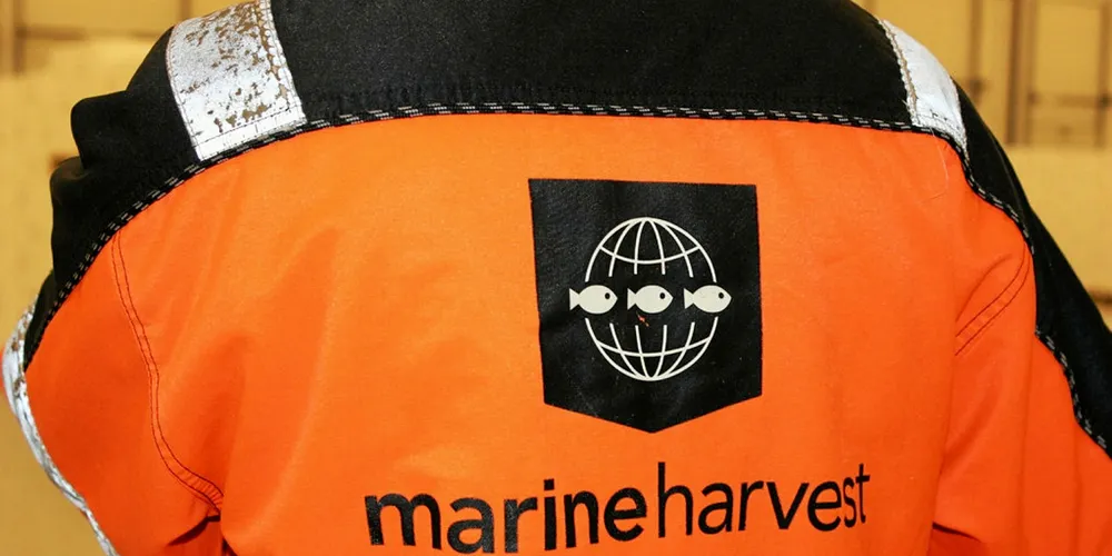 Marine Harvest to report mixed Q3 as volumes rise, earnings slump