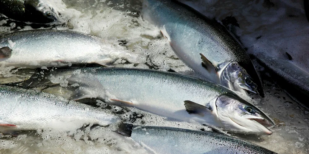 Norwegian salmon prices stable amid good Christmas volumes