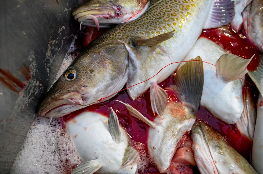 Unlike in the Barents Sea, Iceland's cod quotas are increasing for the next fishing year, albeit by a smaller amount than most had hoped for.