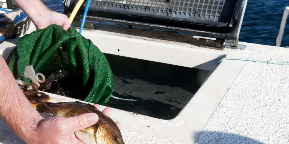 Forskerne har satt som krav at berggylt må utgjøre minst 80 prosent av totalfangsten før de kan gå god for et eventuelt tidligere fiske etter arten. Arkivfoto: Kjersti Kvile