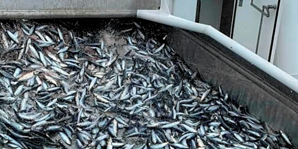 NORDSJØSILD: Kvoten med 1000 tonn nordsjøsild ble tatt på tre raske trålhal da «Odd Lundberg» avsluttet tidenes beste første halvår i pelagisk fiske.