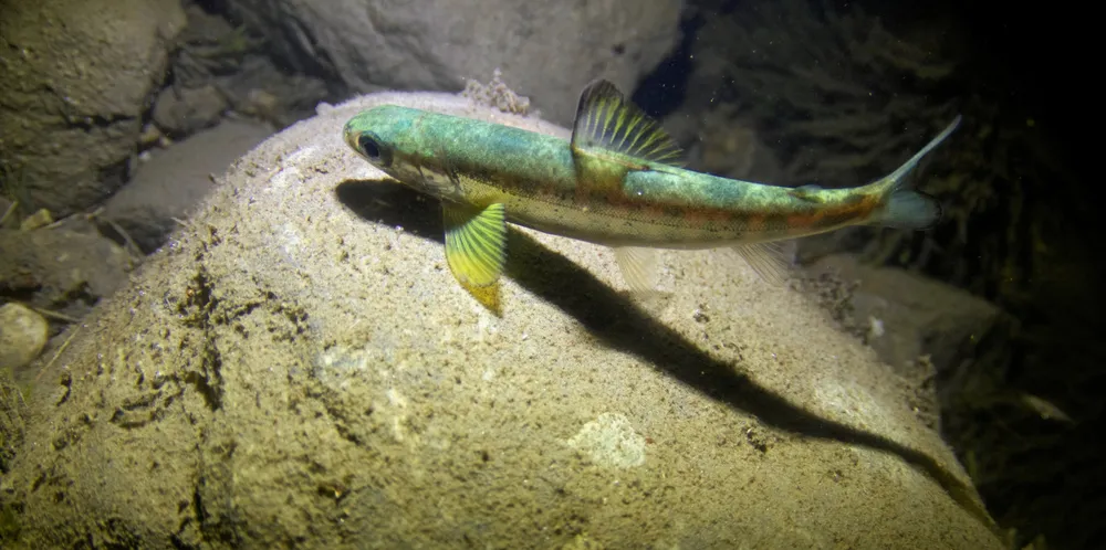 Norce peker på at lakselus påvirker utvandrende laksesmolt og reduserer hvor mange voksne laks som kommer tilbake til elvene for å gyte. På bildet ser du en vossosmolt.