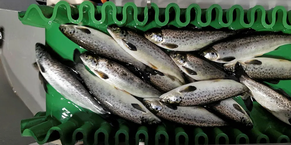 Fisken på samlebåndet er på vei for å bli vaksinert.