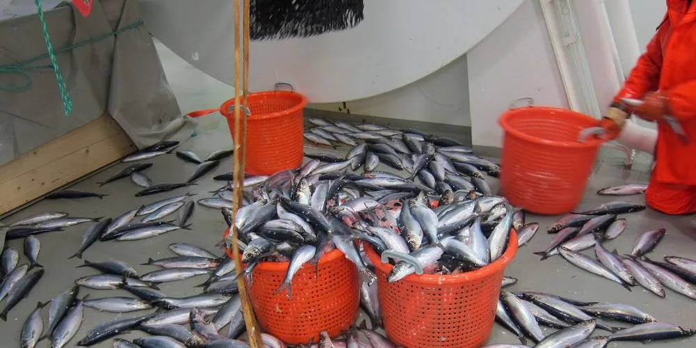 Sild er observert på de fleste av havforskernes transekter på gytetoktet. Torsdag foreligger rapport fra toktet. Foto: Rokas Kubilius