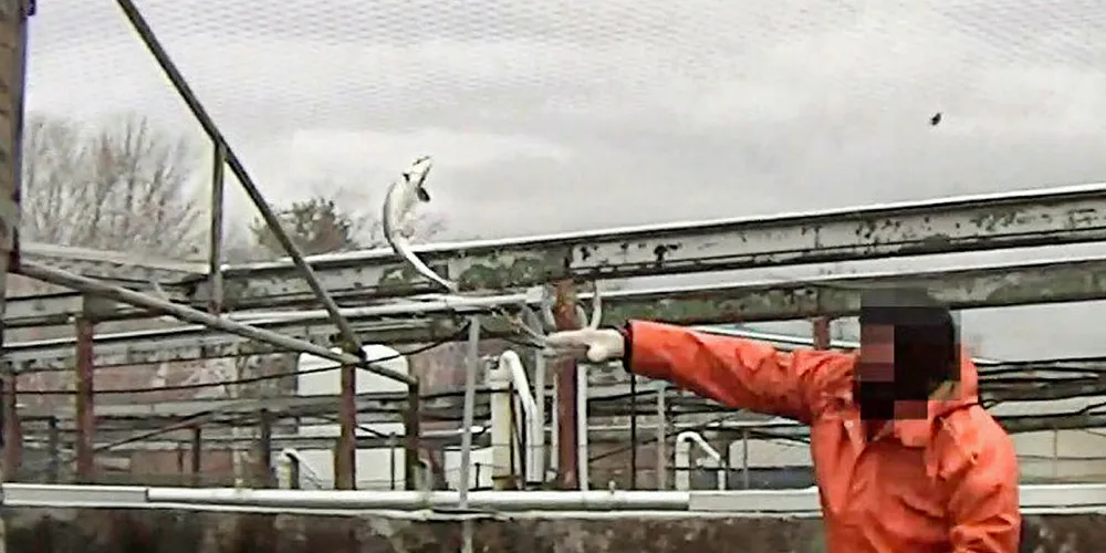 An unidentified is depicted throwing a fish in video images.