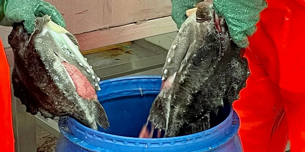 Leveransene av rognkjeksrogn fra kystfiskeflåten har minket betydelig i år grunnet usikkerhet i markedene.
