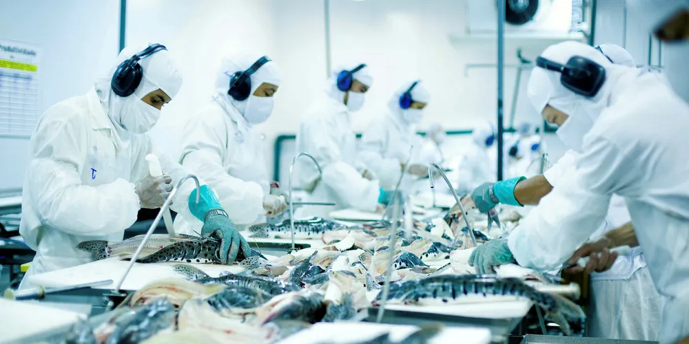 'Mar e terra' processing plant factory slaughtering in Mato Grosso do Sul.