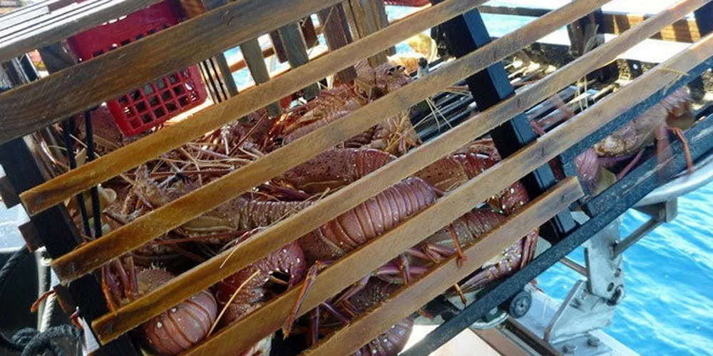 In 2018-19, more than 94 percent of Australia's $539.5 million worth of rock lobster exports went to China.