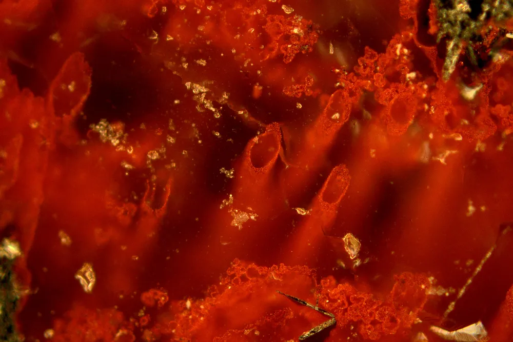 Første spor av liv på jorda. De primitive organismene i seg selv ikke er bevart, men de kan spores gjennom tynne tråder og rørlignende strukturer i finkornet jernmineraler i bergarten. Foto: Matt Dodd