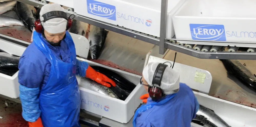 The price of salmon is rising slightly. Illustration photo from SinkabergHansen's facility on Maroya outside Rorvik in Trondelag