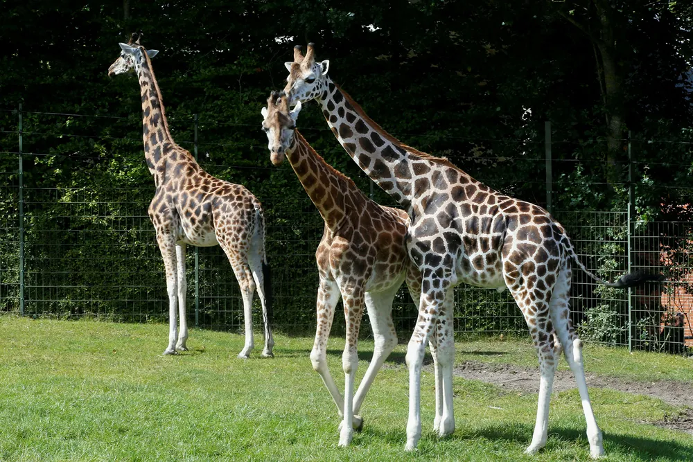 Det blir stadig færre ville sjiraffer i verden. Her er tre eksemplarer fra Aalborg Zoo. Foto: Terje Pedersen / NTB scanpix