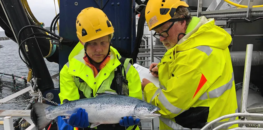 Bildet viser scoring av velferd på laks under termisk avlusing i brønnbåt.