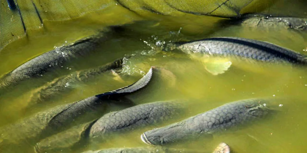 Native species make up a significant part of Brazil's production.