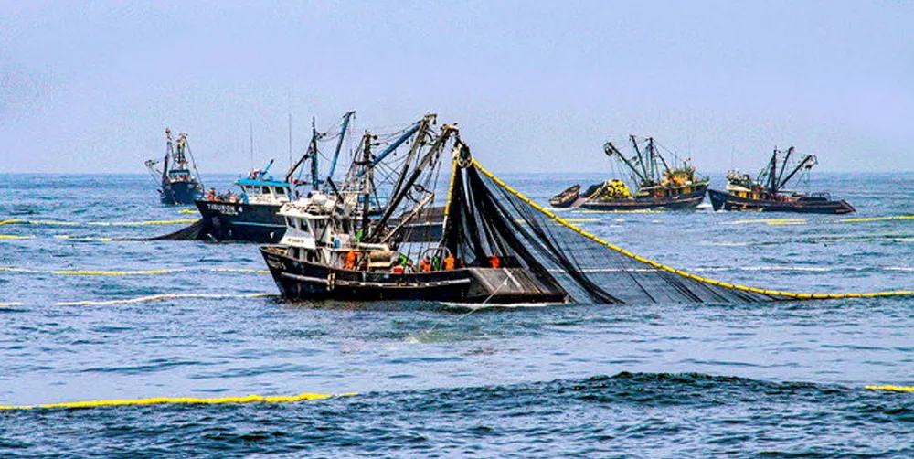 Den kommende sesongen kan det fiskes 2,5 millioner tonn ansjos i Perus nordlige sentrale fiskesone, om myndighetenes forsøksfiske går som det skal.