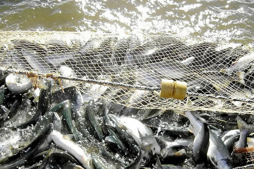 The Pacific wild salmon catch in Russia had reached 201,164 metric tons by Aug. 25.