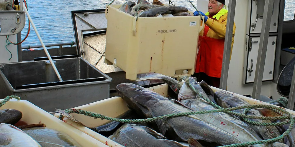 Levering: Fisker Kurt Jensen leverer flott skrei på Røst denne uken.
