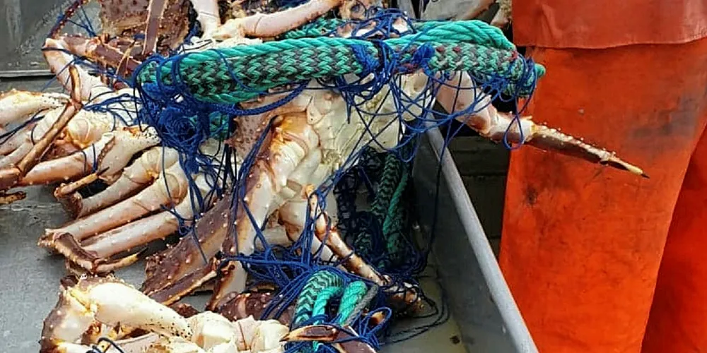 PROBLEMET VOKSER: Alt annet enn greit når kveitegarna fylles med kongekrabber for fiskere i Øst-Finnmark.