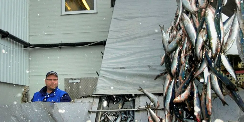LABERT: Foreløpig er det lite makrell å få langs kysten, forteller daglig leder ved Fosnavaag Pelagic, Roar Aasen.