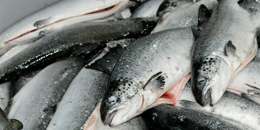 AquaChile's Atlantic salmon