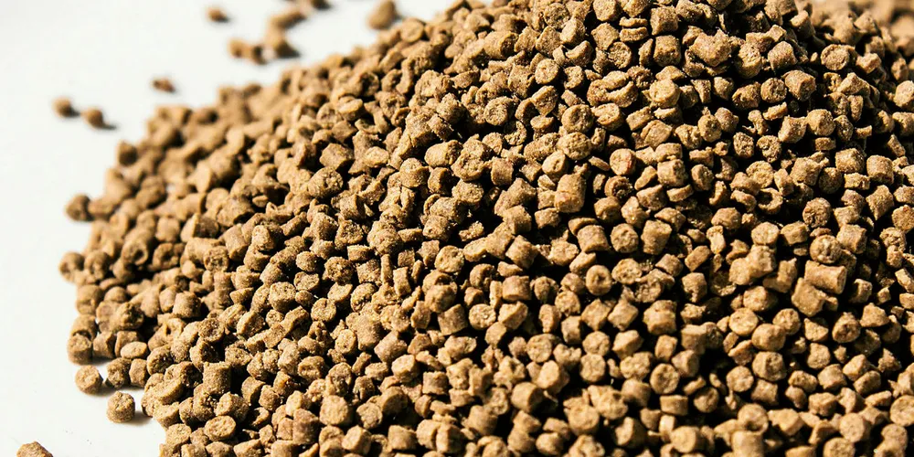 While zero percent fishmeal formulations for some species may be in the drawer, they are unlikely to be seen in the industry just yet. Photo: Shutterstock