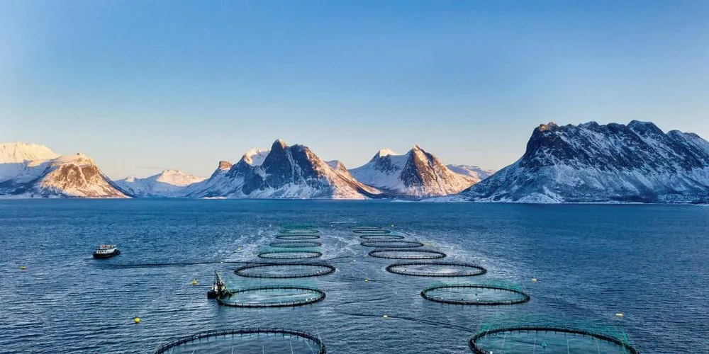 SUNN OPPDRETT: Gjennom år med arbeid med «Fiskehelserapporten», har det blitt klarere hva som er store helseutfordringer for oppdrettsfisk og hva som er mindre viktig.Illustrasjonsfoto: Privat