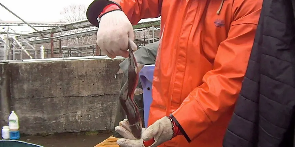 A deformed salmon at a Cooke site in Maine caught on video by Animal Outlook in 2019.