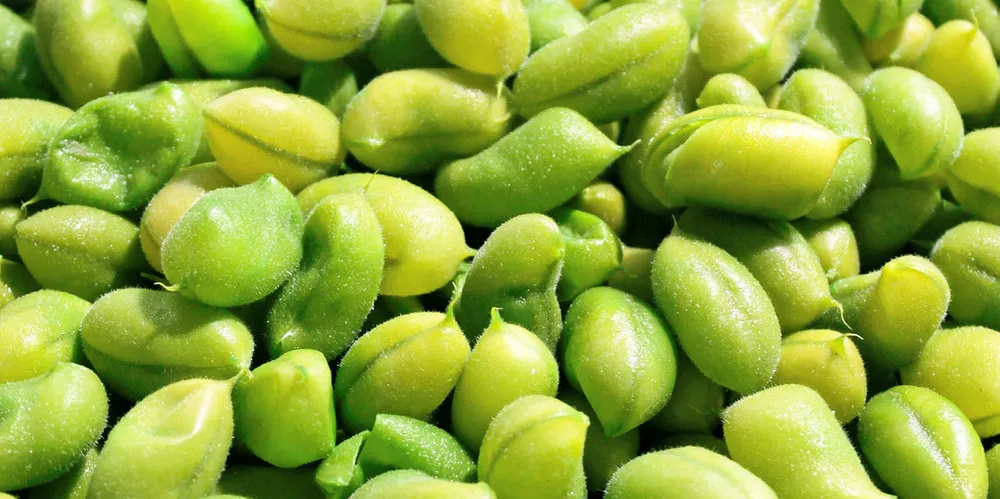 Norske laksefôrprodusenter stiller strengere krav til produsentene av soyaen de skal kjøpe til fôret.