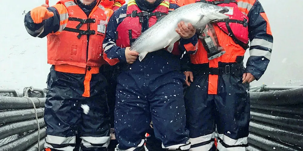 The ends of the earth: Nova Austral's Sixty South salmon is farmed in the Antarctic.