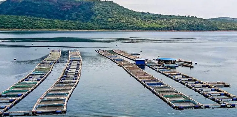 Tropo's tilapia cages in Lake Volta, Ghana. Tropo was unaffected by the floods.