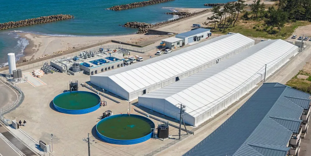 Nissui's land-based mackerel farming facilities in Japan.