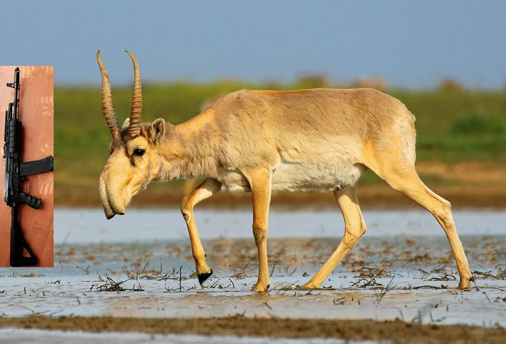 Saiga saga: Saiga antelope at the Stepnoy Sanctuary in the Astrakhan region in Russia and a mass produced Saiga rifle, designed in the Soviet Union to kill it