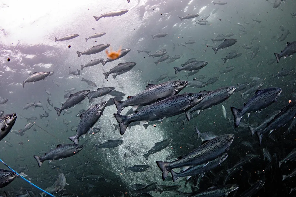 Sea lice continue to trouble wild and farmed salmon. Are submerged cages the solution?