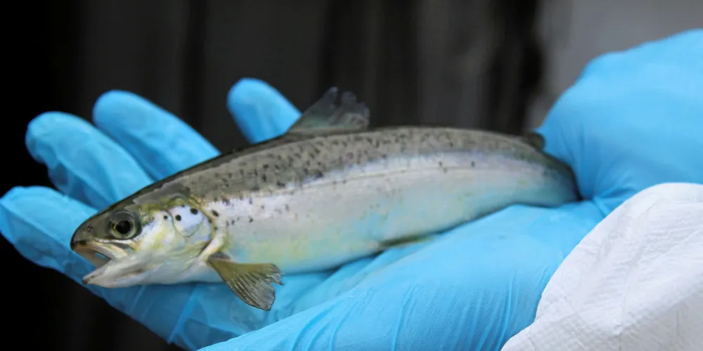 The hatchery will support salmon farms on the west coast of Scotland, Orkney and Shetland.