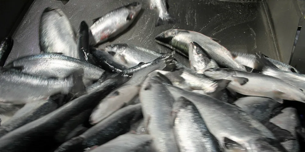 Atlantic salmon
