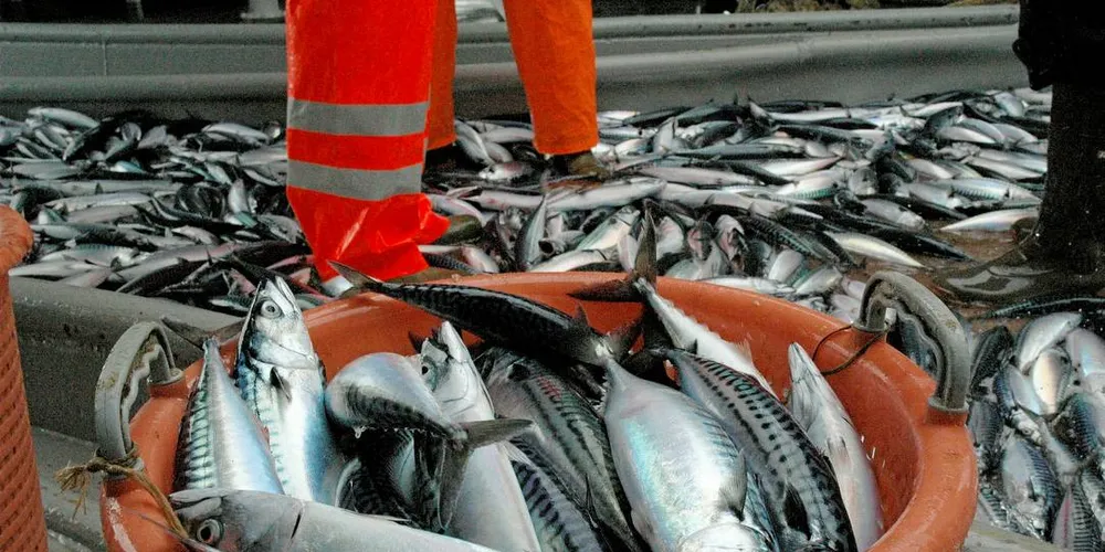 BEKYMRET: Fisker Torfinn Gangstad er bekymret for at makrellen ikke er å finne hverken på vestlandskysten, trøndelagskysten eller nordlandskysten.