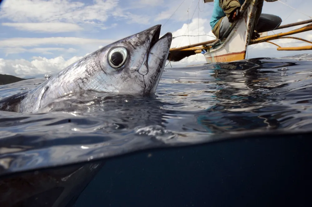 Oil Search set for Gulf of Papua sweep