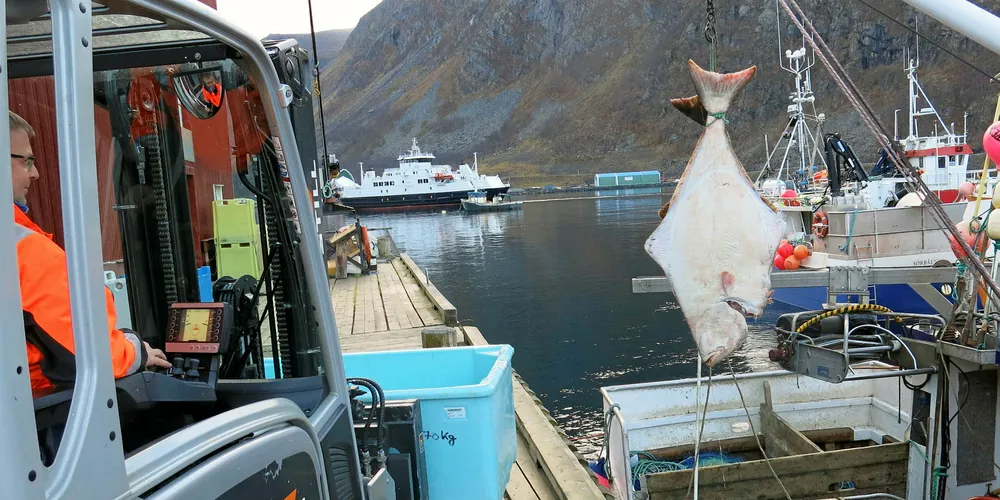 Landingene av kveite har økt betydelig de siste ukene. Her fra levering i Øksfjord i Vest-Finnmark i forrige uke.