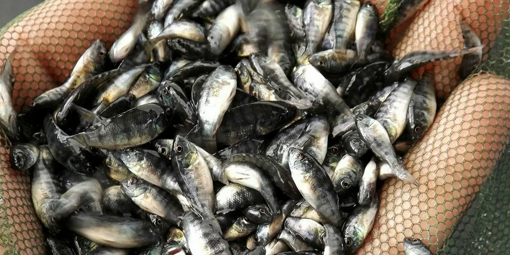 How big can Thailand's importance in the global tilapia market grow?