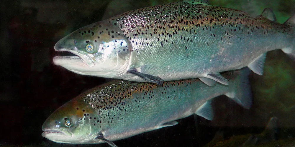 PRV is among the farmed salmon diseases being researched both in Norway and the Pacific.