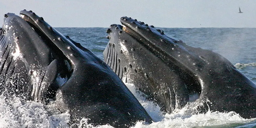 Whale mortality. Humpback whales feeding.