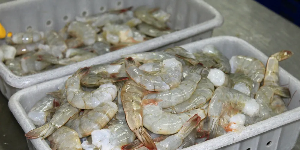 The increase in shrimp production in India is the most remarkable, but Ecuador also increased production steadily over the past few years.