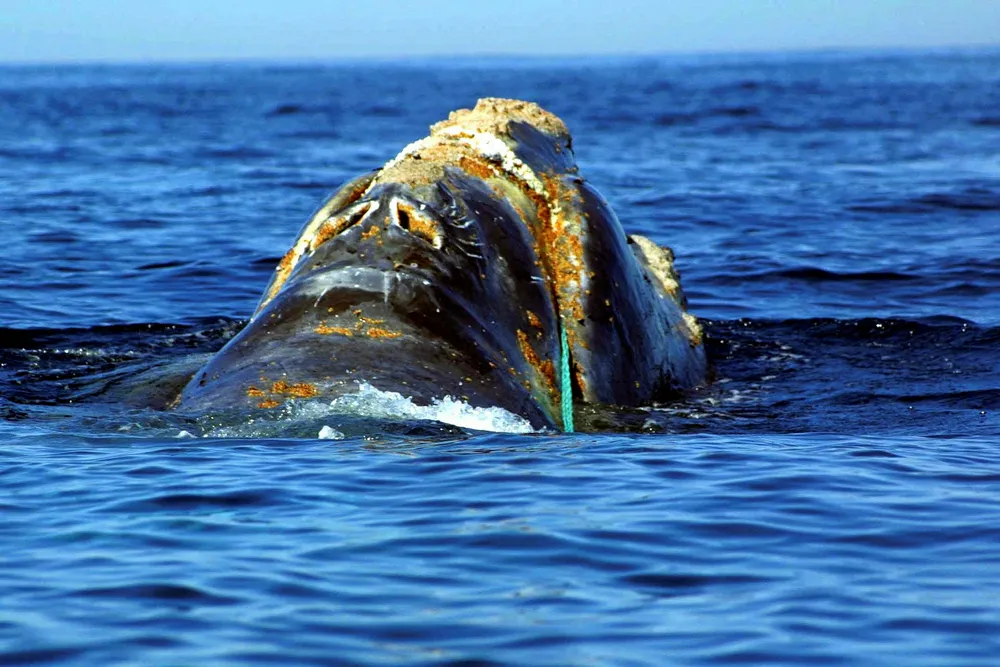 Endangered: a North Atlantic Right Whale entangled in heavy plastic fishing link