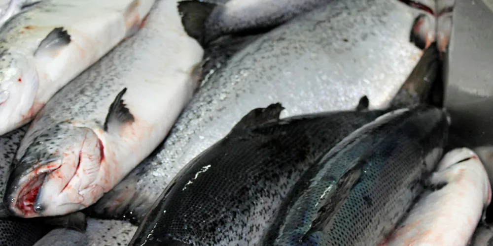 Chilean Atlantic salmon.