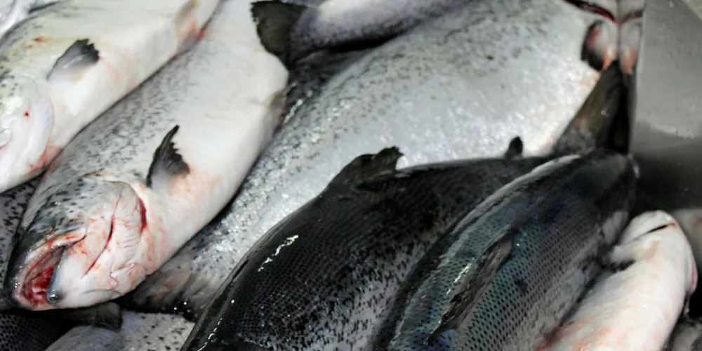 Chilean Atlantic salmon