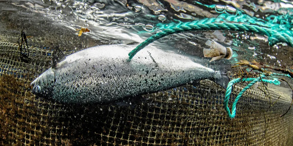 Fiskehelsen og velferden til Norges mange oppdrettslaks er ikke god nok, mener Veterinærinstituttet.