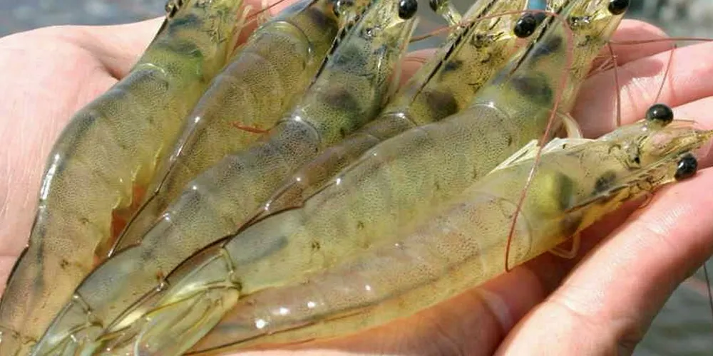 A helping hand for Brazilian shrimp.