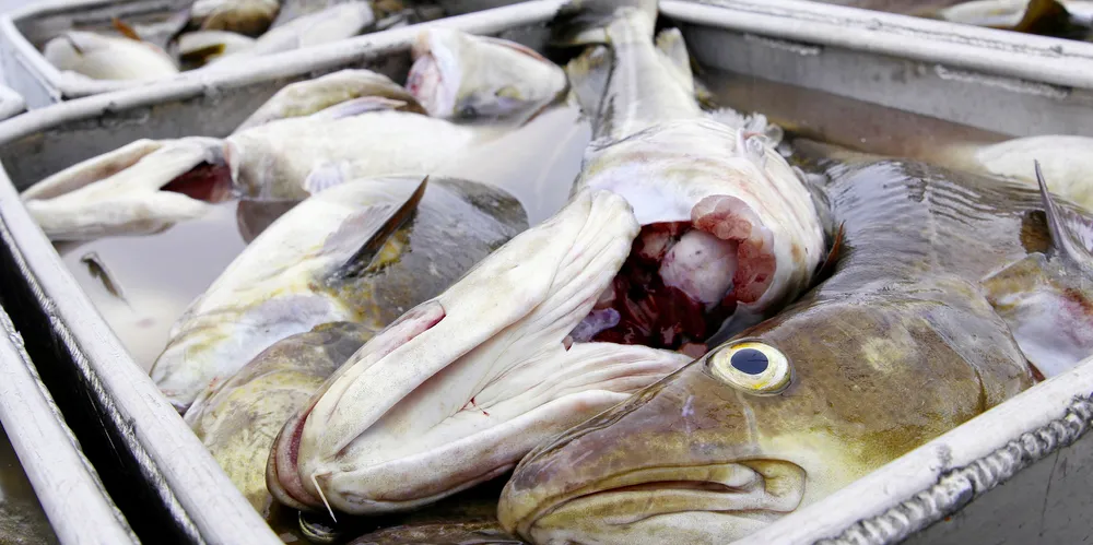 Coast and its partners plan to extract new value from the Polar Seafood operations.