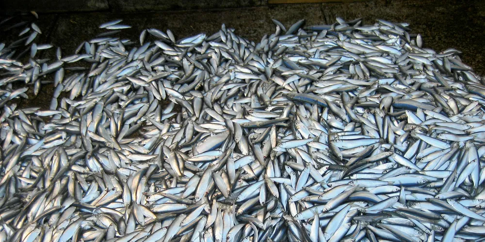 Norway's seafood sales body expects pelagic prices to rise across the board.