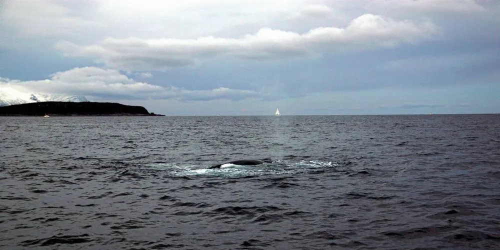 VIL HA REGELVERK: Nordland Fylkes Fiskarlag mener det kun er tilfeldigheter som gjør at det ikke har oppstått alvorlige hendelser på fiskefeltene i forbindelse med hvalturisme. Her en spekkhugger fotografert i Reisafjorden.Arkivfoto: Torhild Måkestad Martinussen