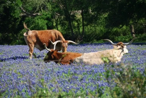 Texan patch: Molopo has picked up a 1400 acre land position in the Permian basin in West Texas